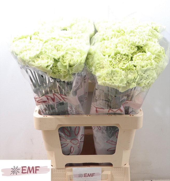 <h4>DI ST LEGE VERDE</h4>