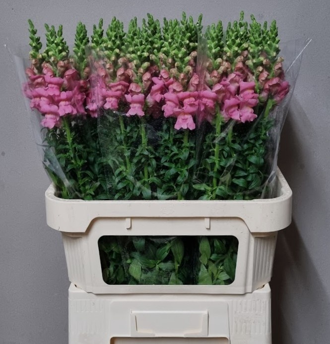 <h4>ANTIR POTO PINK</h4>