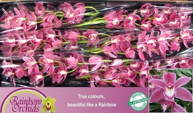 <h4>CYMB T BRYCE</h4>