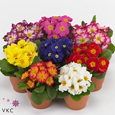 Primula ac. 'Bonneli'