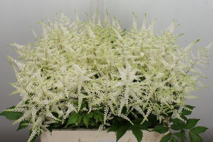 <h4>Astil Ja Washington</h4>