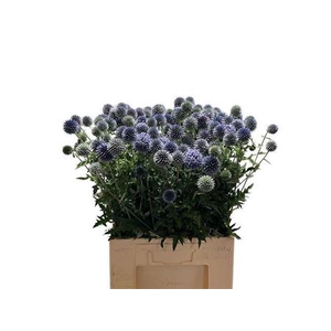 Echin Ba Blue Globe