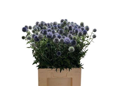<h4>Echin Ba Blue Globe</h4>