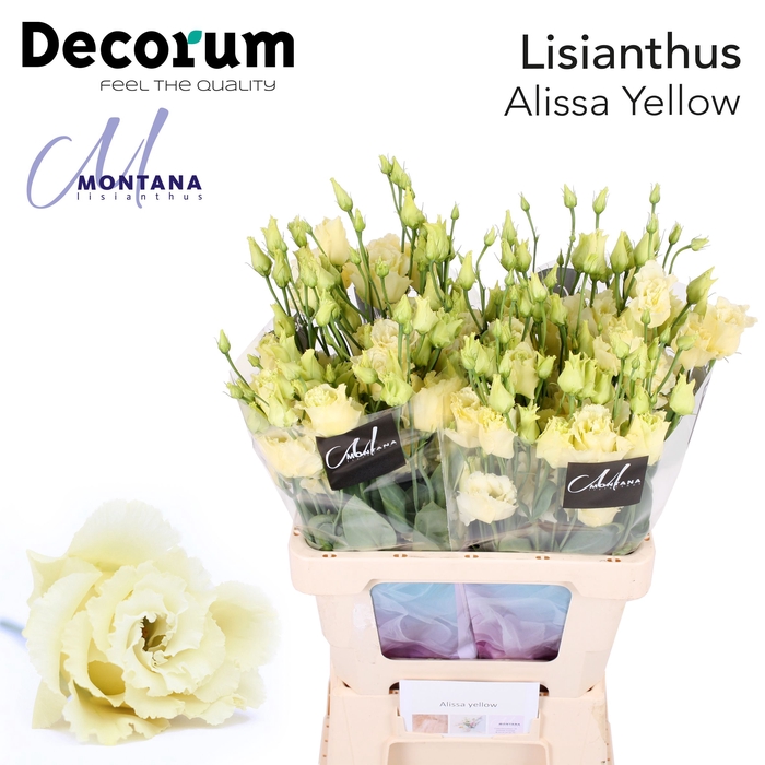 Lisianthus Alissa yellow 70cm