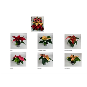 EUPHORBIA PULCHERRIMA  MINI p6 zonder hoes