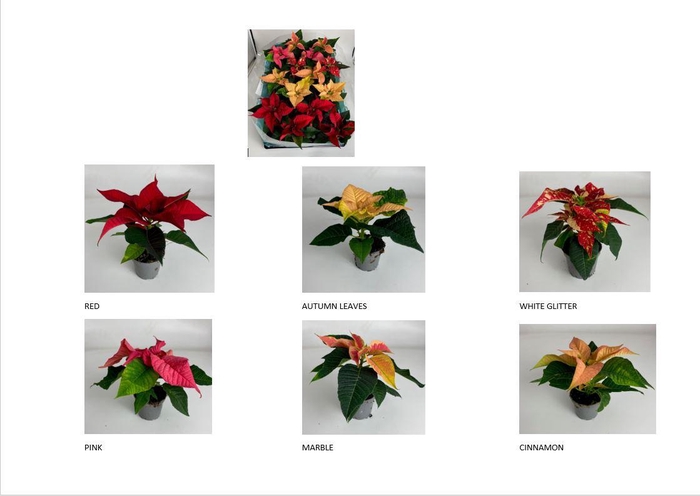 <h4>EUPHORBIA PULCHERRIMA  MINI p6 met hoes</h4>