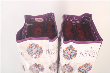 <h4>R Gr Ec Explorer</h4>