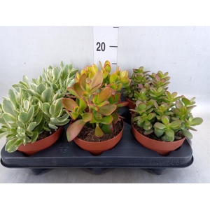 Crassula   ...mix