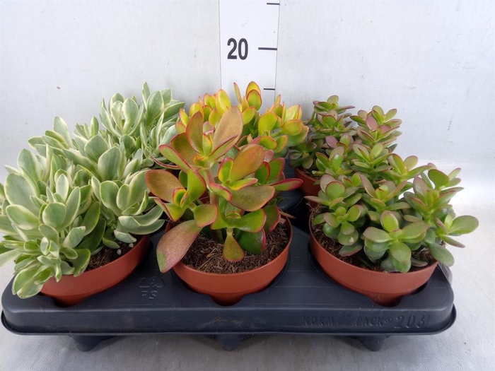 <h4>Crassula   ...mix</h4>