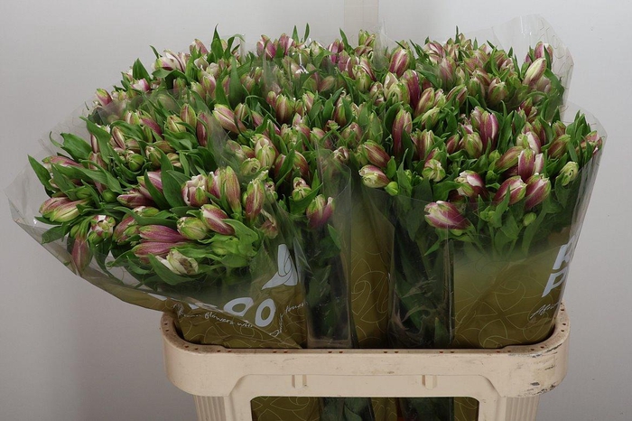 <h4>Alstr Lancaster</h4>