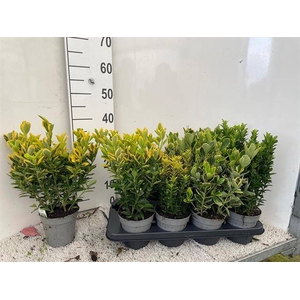 EUONYMUS JAP GEM