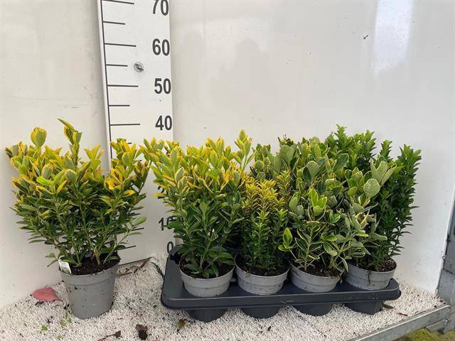 <h4>EUONYMUS JAP GEM</h4>