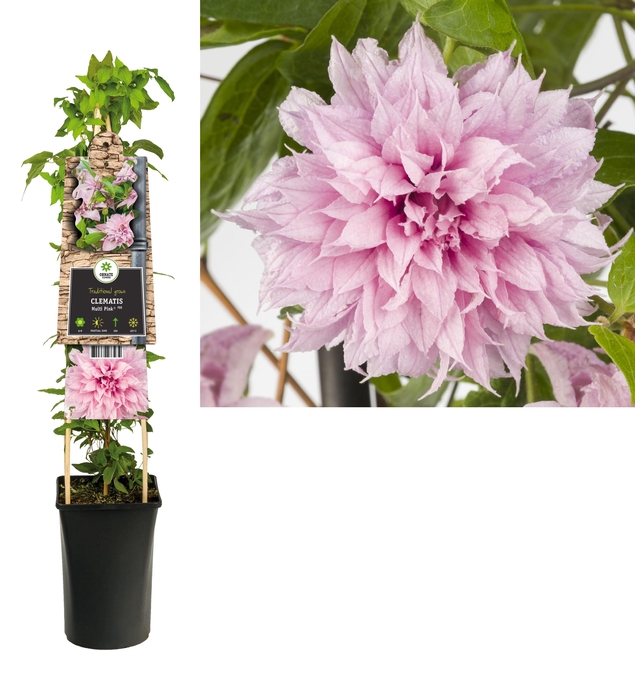 <h4>Clematis Multi Pink® PBR +3.0 label</h4>