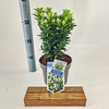 Euonymus Paloma Blanca