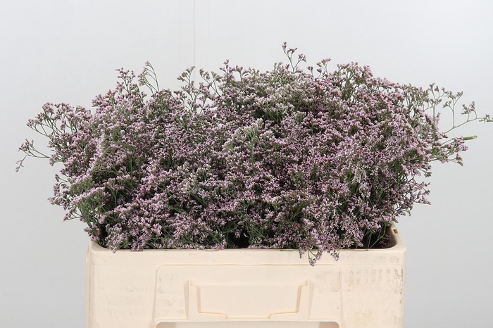 <h4>Lim Saf Oshi Pink</h4>