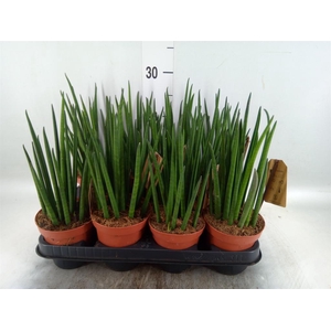 Sansevieria bacularis