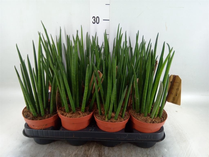<h4>Sansevieria bacularis</h4>