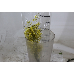 ONCIDIUM CHUVA DE OURO CORTE