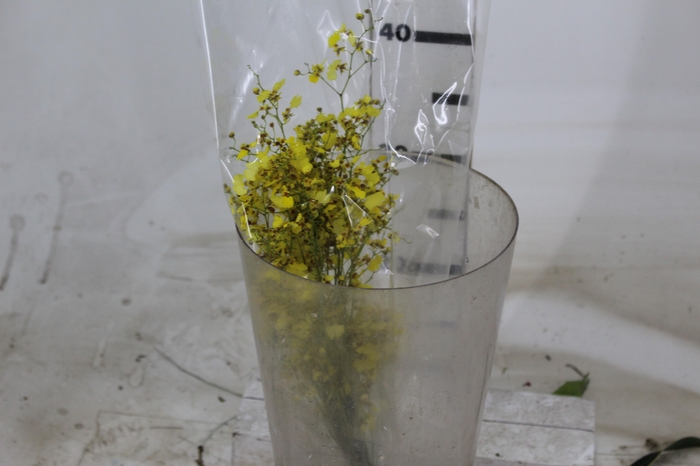 <h4>ONCIDIUM CHUVA DE OURO CORTE</h4>