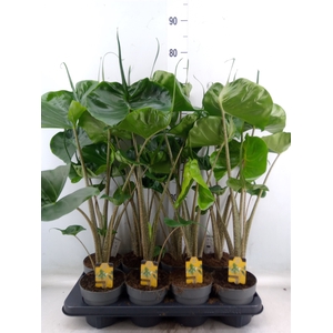 Alocasia macrorrhiza 'Stingray'