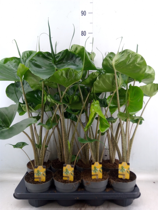 <h4>Alocasia macrorrhiza 'Stingray'</h4>