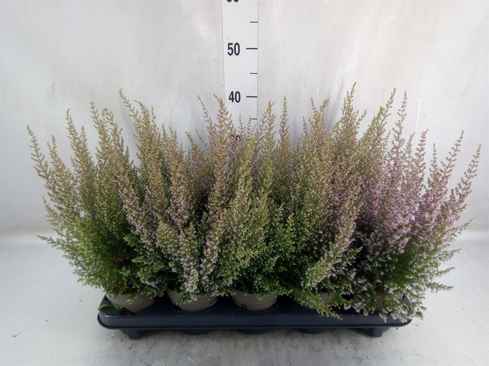 <h4>Erica gracilis   ...</h4>