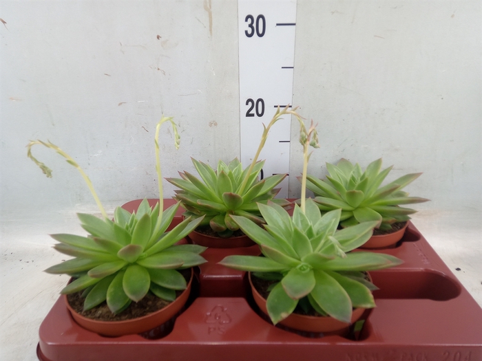 <h4>Echeveria agavoides</h4>