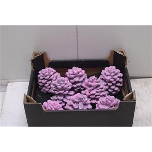 F-pinea Glitters Roze
