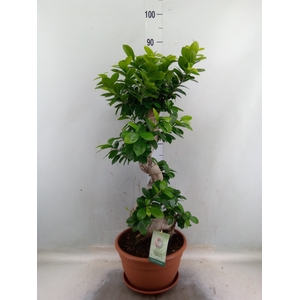 Ficus microcarpa 'Ginseng'