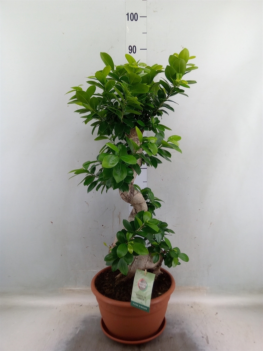<h4>Ficus microcarpa 'Ginseng'</h4>