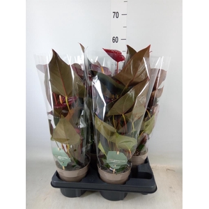 Anthurium andr. 'Delicata'