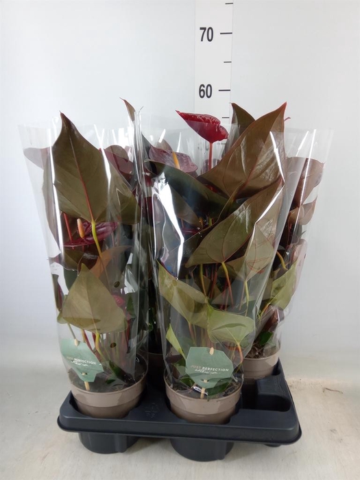 <h4>Anthurium andr. 'Delicata'</h4>