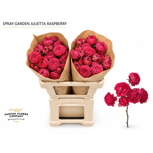 Rosa Spray Garden Julietta Raspberry
