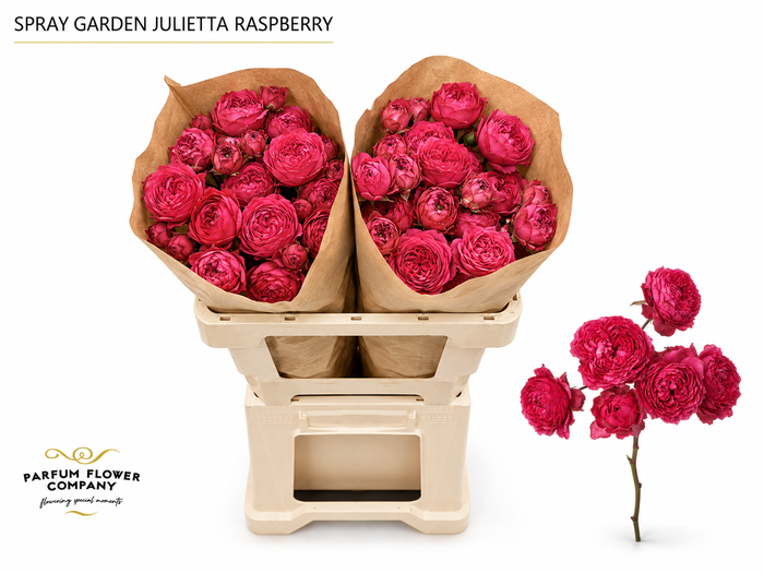<h4>Rosa Spray Garden Julietta Raspberry</h4>