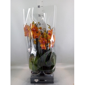 Phalaenopsis  'Ant Bologna'