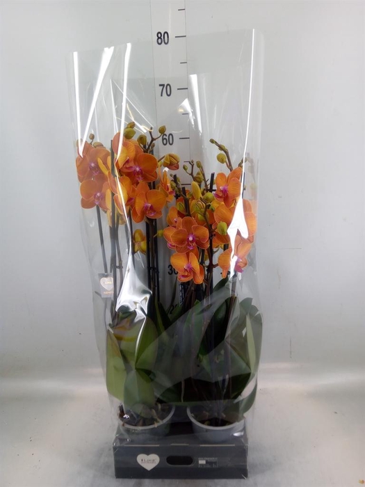 <h4>Phalaenopsis  'Ant Bologna'</h4>