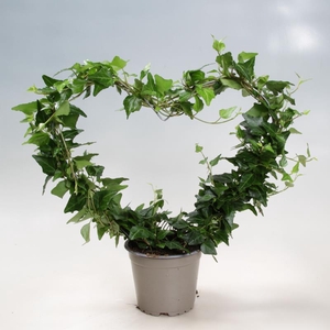 HEDERA HELIX hart ø12 cm