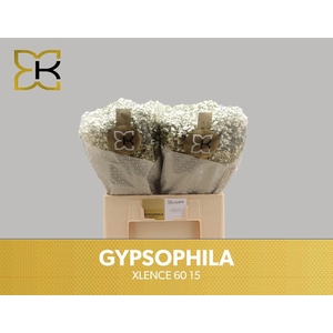 GYPS PA XLENCE