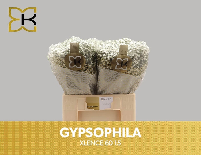 <h4>GYPS PA XLENCE</h4>