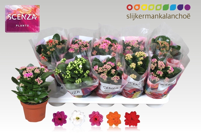 <h4>KAL GE GEM 5 KL</h4>