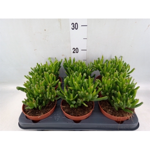 Crassula ovata 'Hobbit'