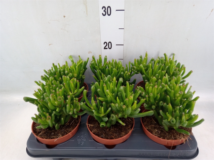 <h4>Crassula ovata 'Hobbit'</h4>