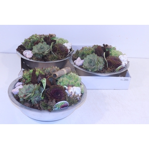 ARR SEMPERVIVUM