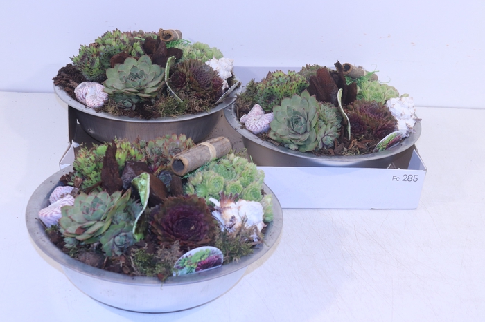<h4>ARR SEMPERVIVUM</h4>