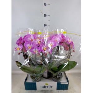 Phalaenopsis   ...rose