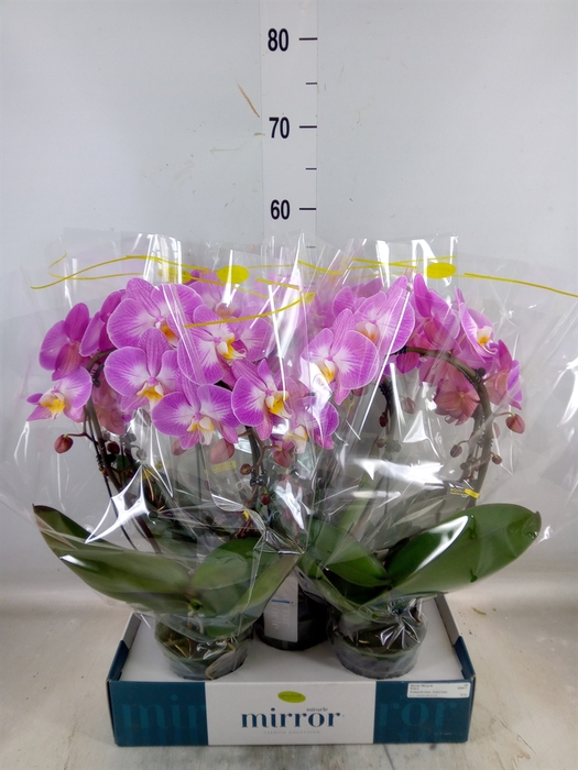 <h4>Phalaenopsis   ...rose</h4>