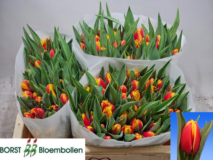 <h4>TU EN TARZAN</h4>