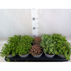 Sedum   ...