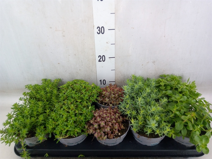 Sedum   ...