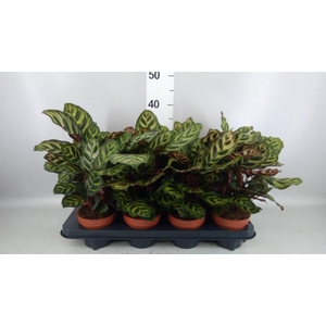 Calathea makoyana